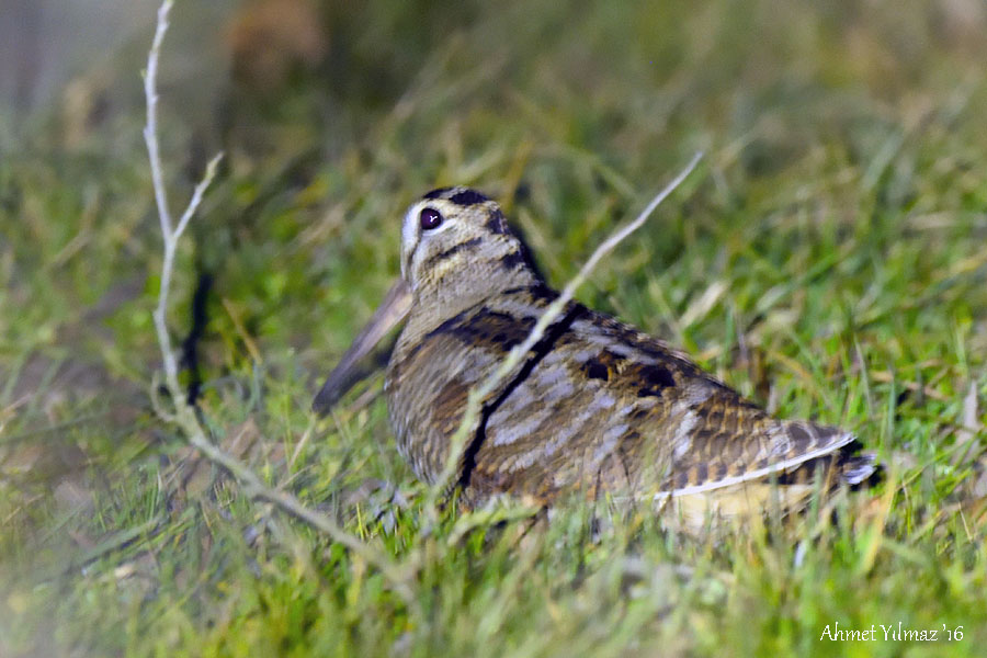 Çulluk
