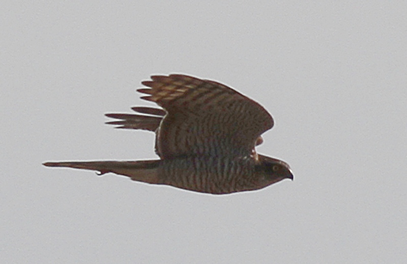 Atmaca