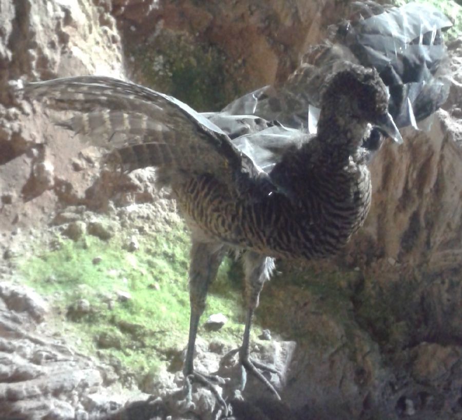 Tanımsız