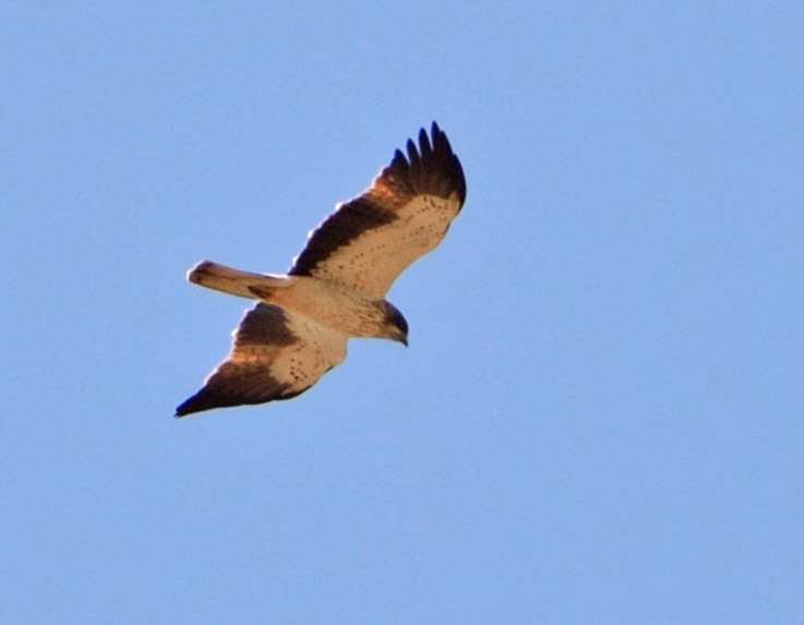 Küçük kartal