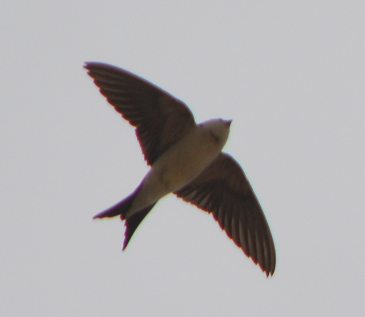 Ev kırlangıcı