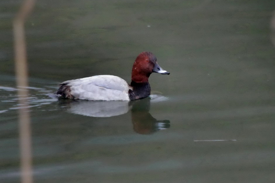 Elmabaş patka