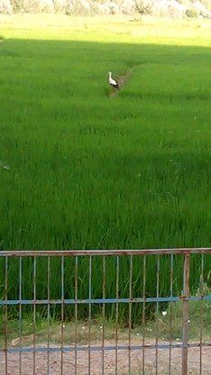 Tanımsız