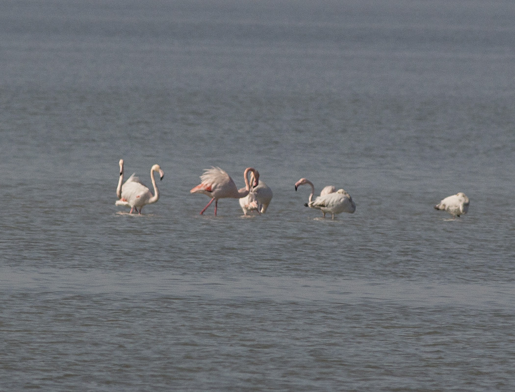 Flamingo