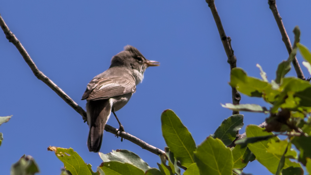 Zeytin mukallidi