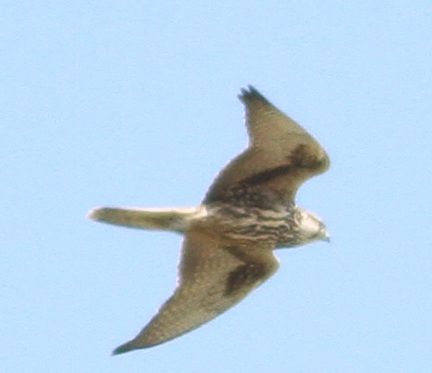 Tanımsız