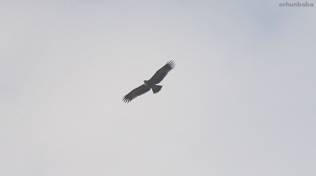 Şah kartal