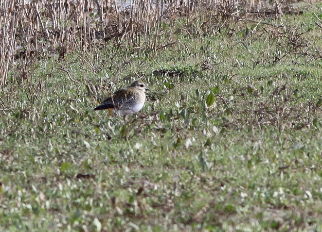 Altın yağmurcun