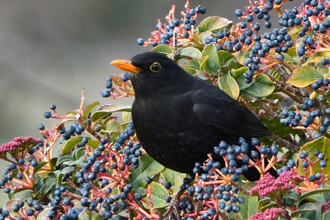 Karatavuk