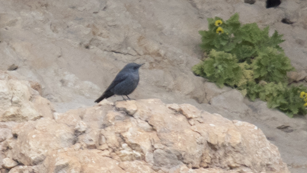 Gökardıç