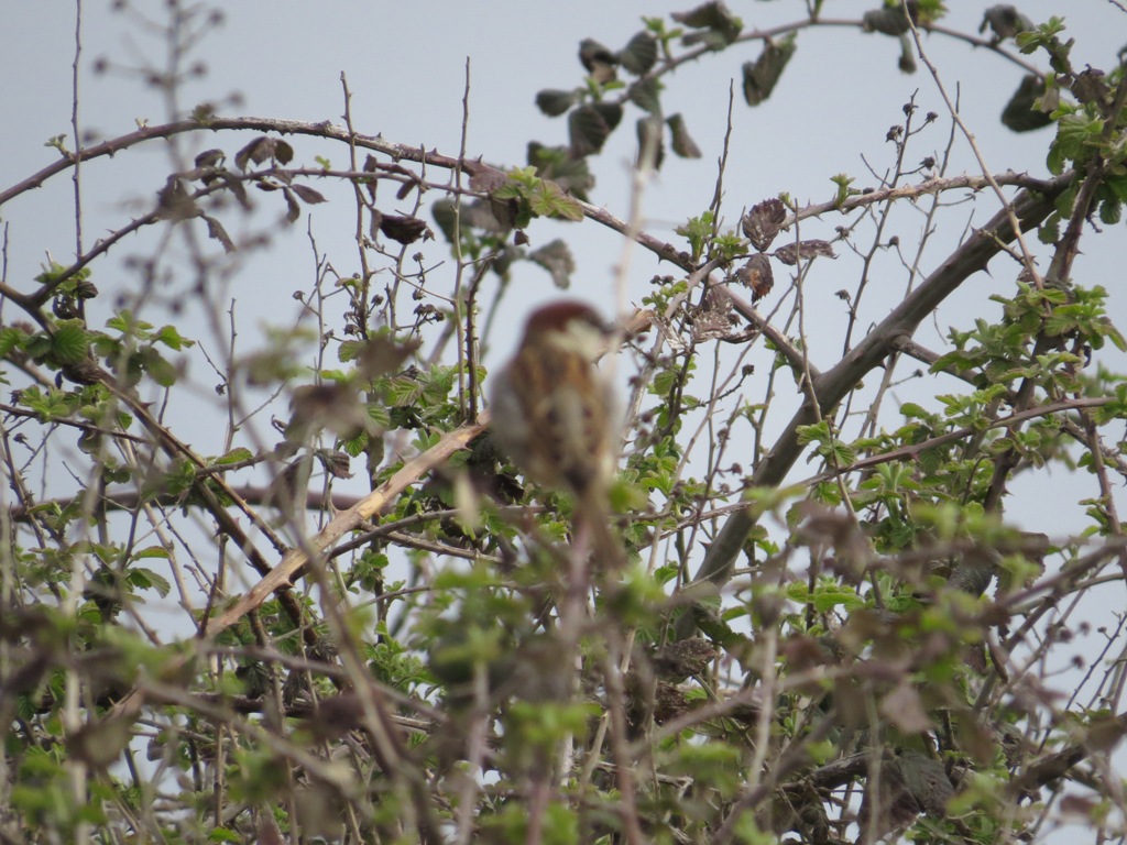 Söğüt serçesi