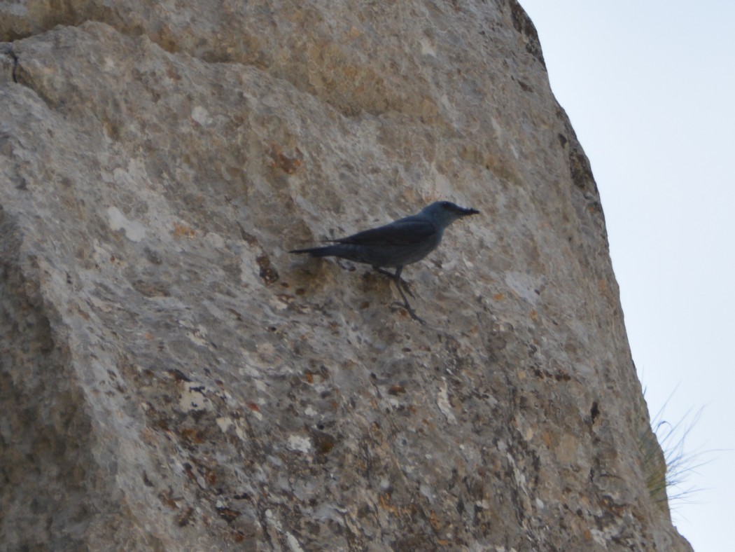 Gökardıç