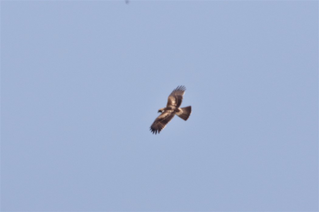 Küçük kartal