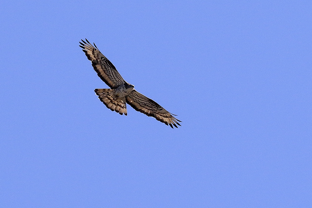 Arı şahini