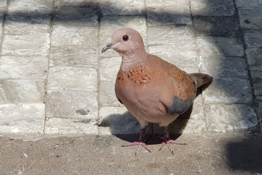 Küçük kumru