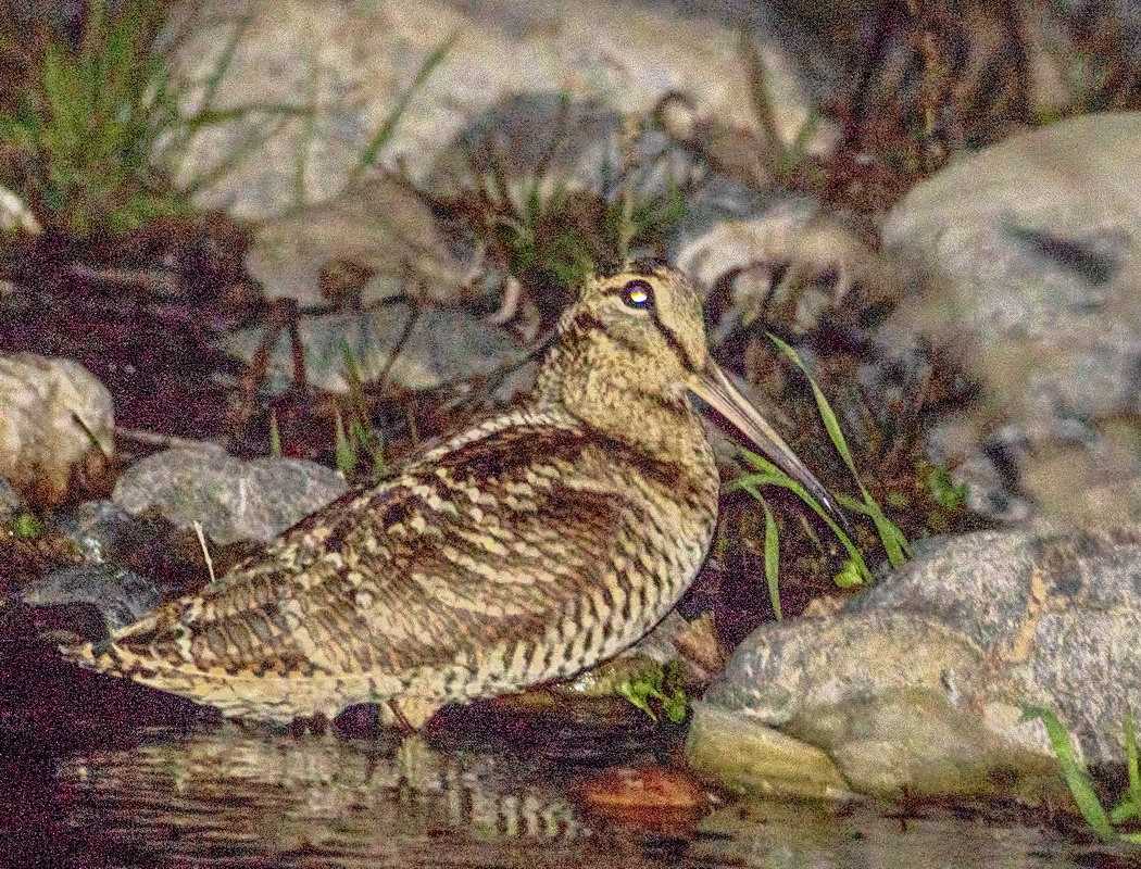 Çulluk