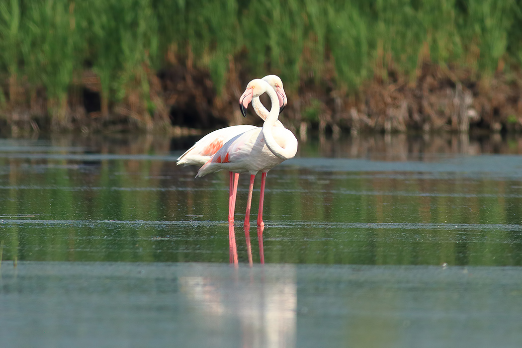Flamingo