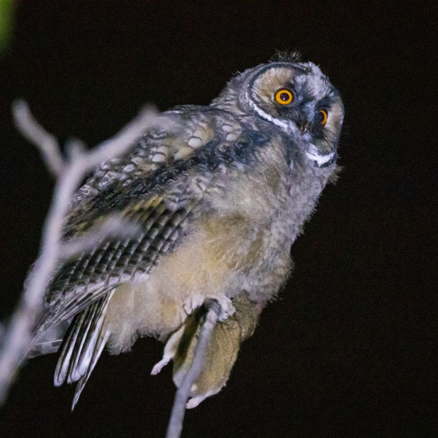 Tanımsız