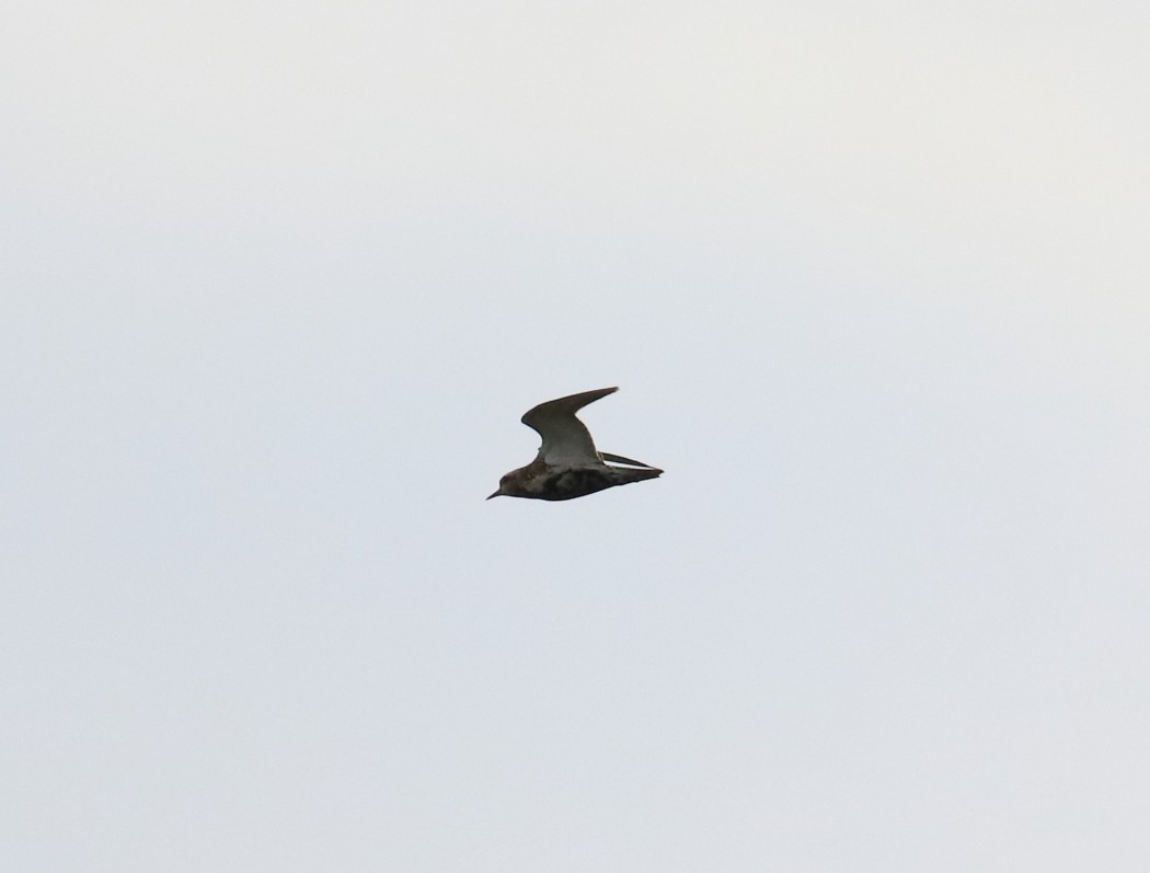 Altın yağmurcun