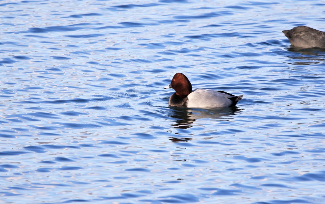 Elmabaş patka