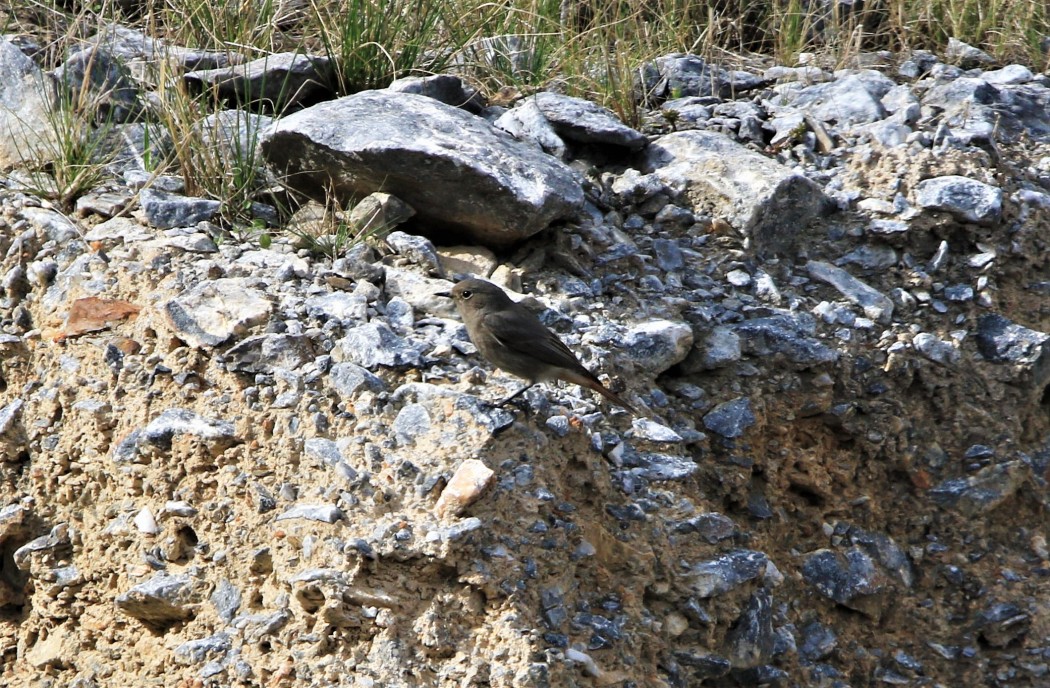 Kara kızılkuyruk