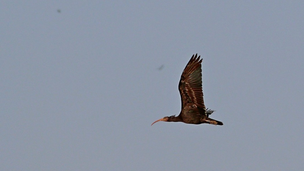 Kelaynak