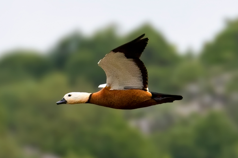 Angıt