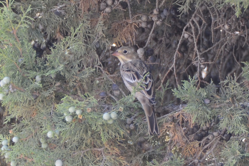 Kirazkuşu