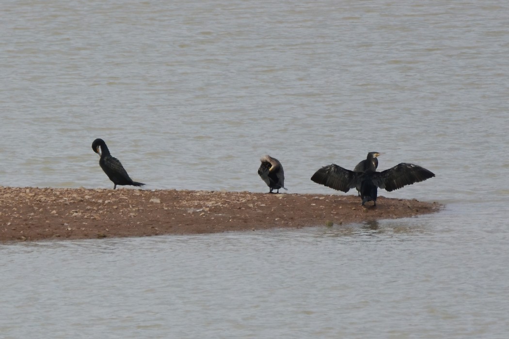 Karabatak
