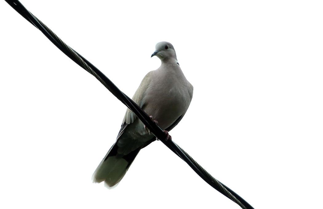 Kumru