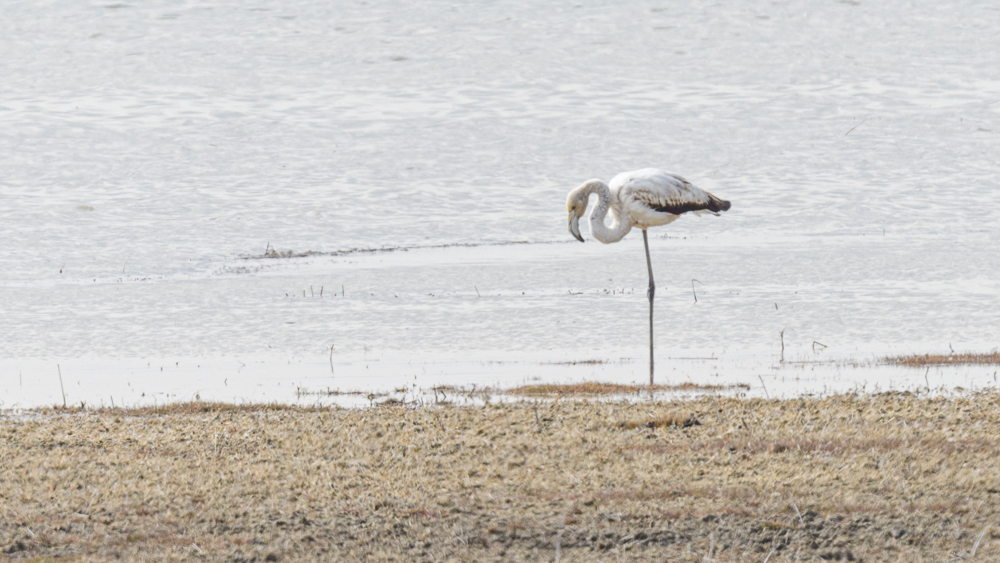 Flamingo
