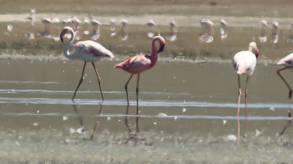 Küçük flamingo