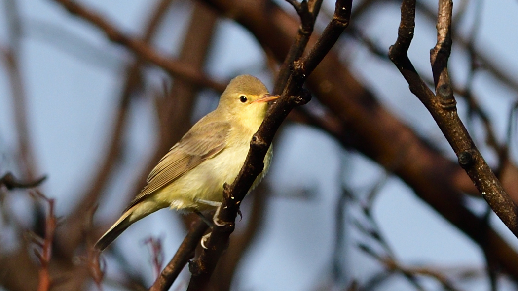 Sarı mukallit