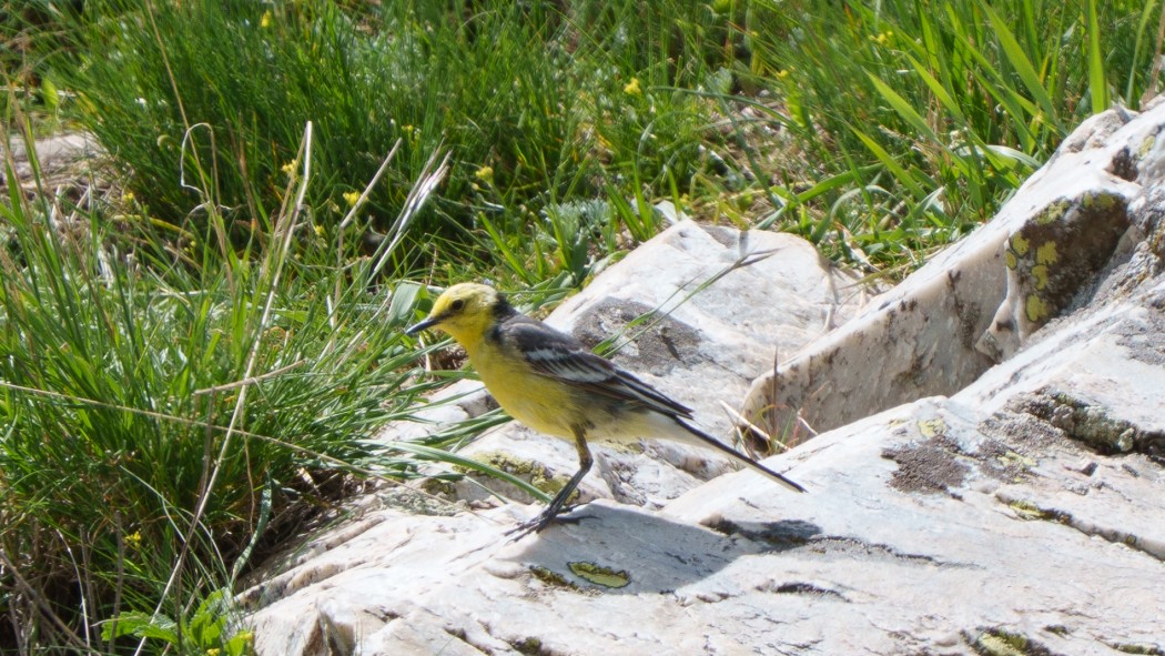 Sarıbaşlı kuyruksallayan