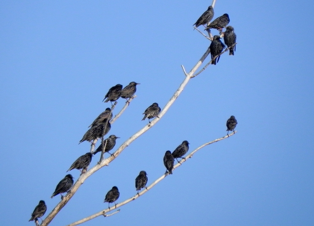 Sığırcık