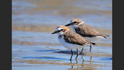 Gözlem