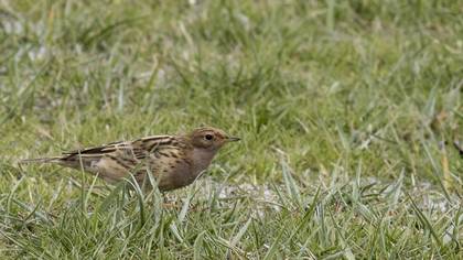 Gözlem
