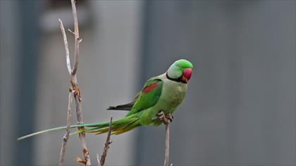 Gözlem