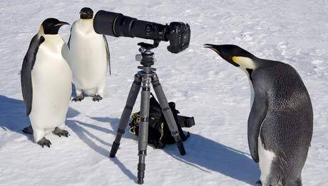 DÜNYA PENGUENLER GÜNÜ (25 Nisan)