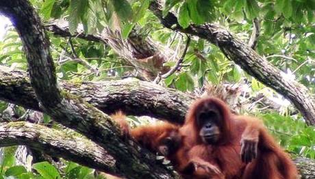 ORANGUTANLARIN MÜHENDİSLİK BECERİSİ