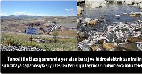 Milyonlarca Balık Telef Oldu!