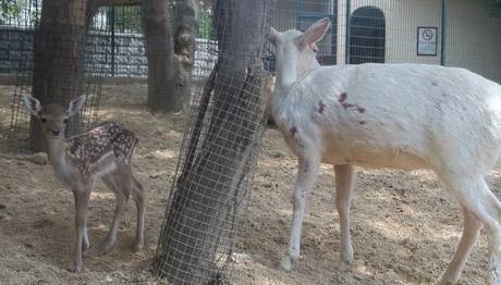 Albino Alageyik Doğurdu