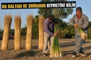 Bu Dalyan Ve Orman Çok Farklı