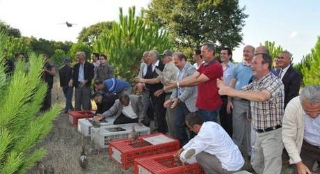 Bafrada 300 sülün doğaya salındı