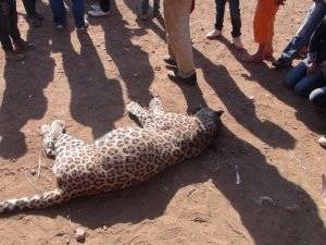 Diyarbakır'da Çobana Leopar Saldırdı?!