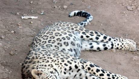 Geriye kaç leopar kaldı?
