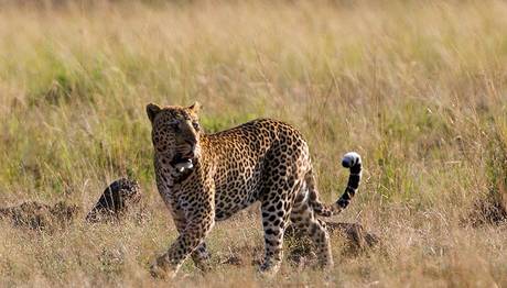 Leopar Raporu