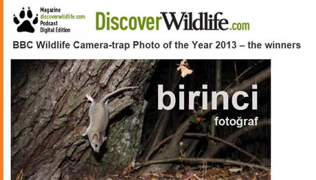 BBC Wildlife Fotokapan Yarışması 