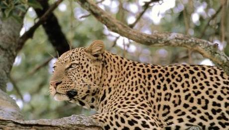 LEOPARIN VERDİĞİ İPUÇLARI