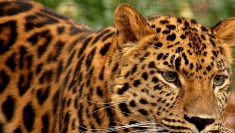 Amur leoparına ait nadir video